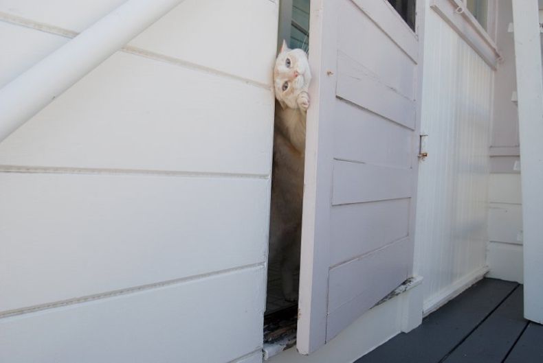 Прикольные картинки (101 фото)