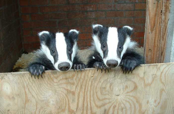 Прикольные картинки (101 фото)