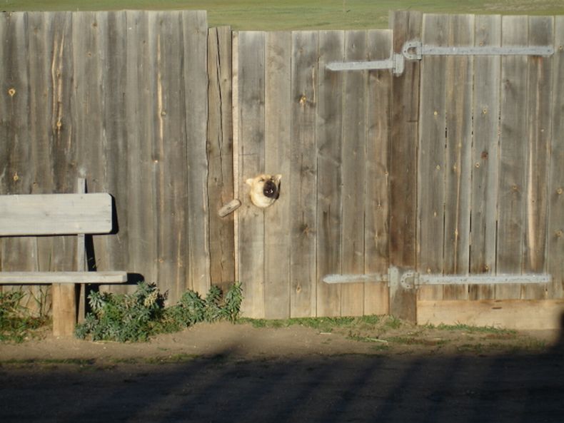 Прикольные картинки (161 фото)