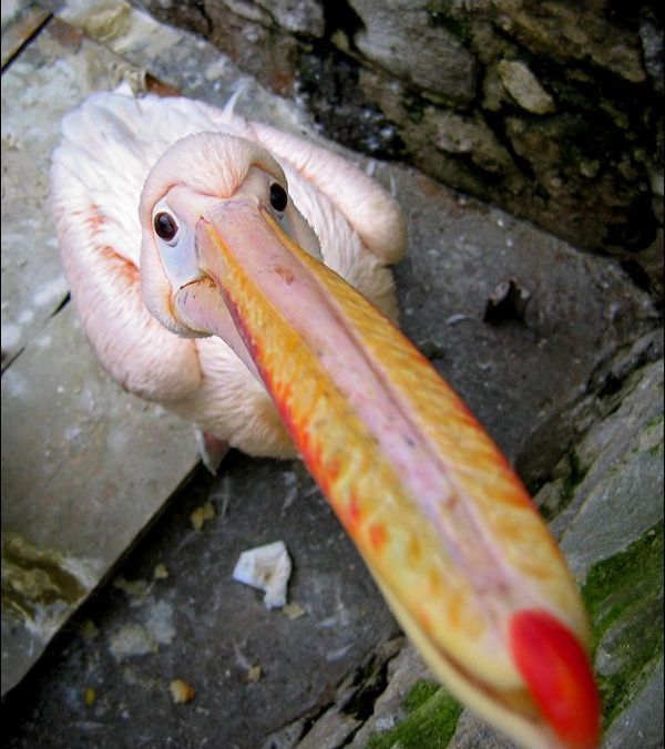 Прикольные картинки (161 фото)