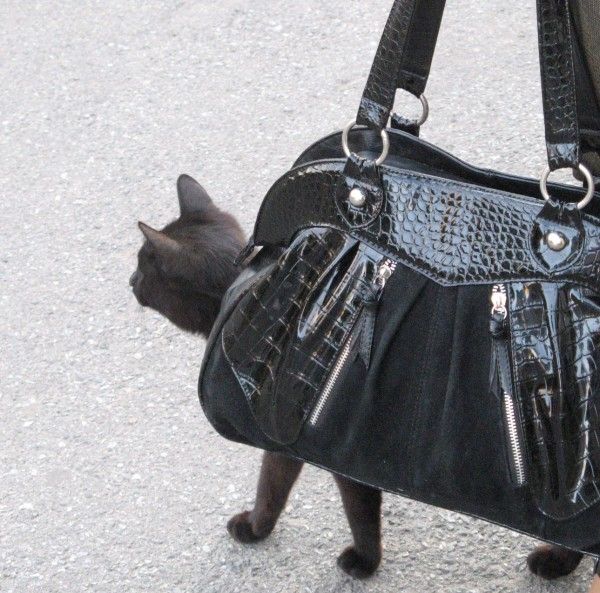 Прикольные картинки (161 фото)