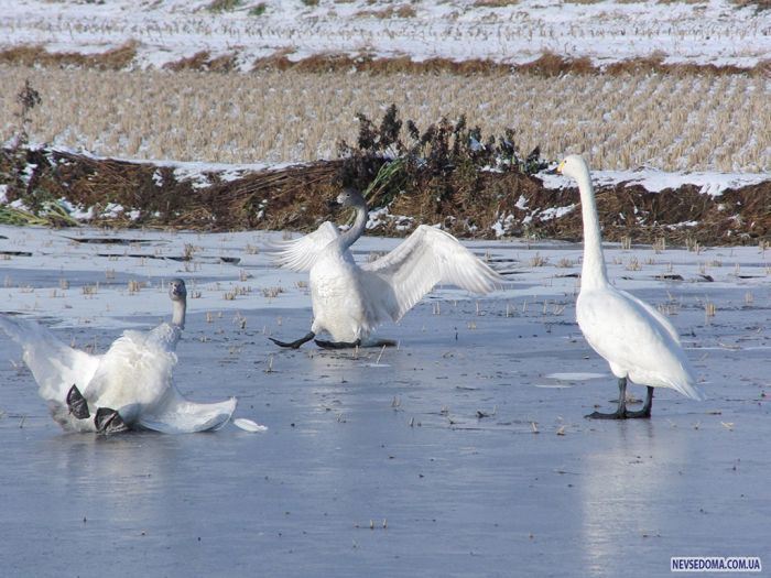 Прикольные картинки (102 фото)