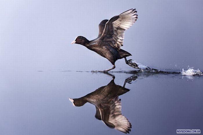 Прикольные картинки (102 фото)