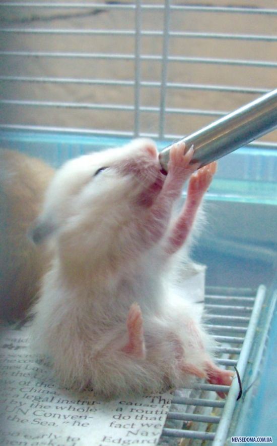 Прикольные картинки (102 фото)