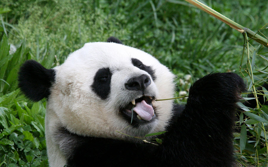 Панды едят мясо. Большая Панда. Зубы панды. Смешная Панда. Панда хищное животное.