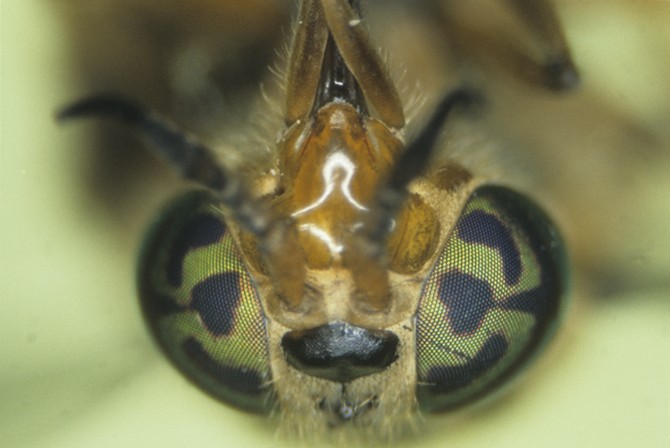 Глаза насекомых
