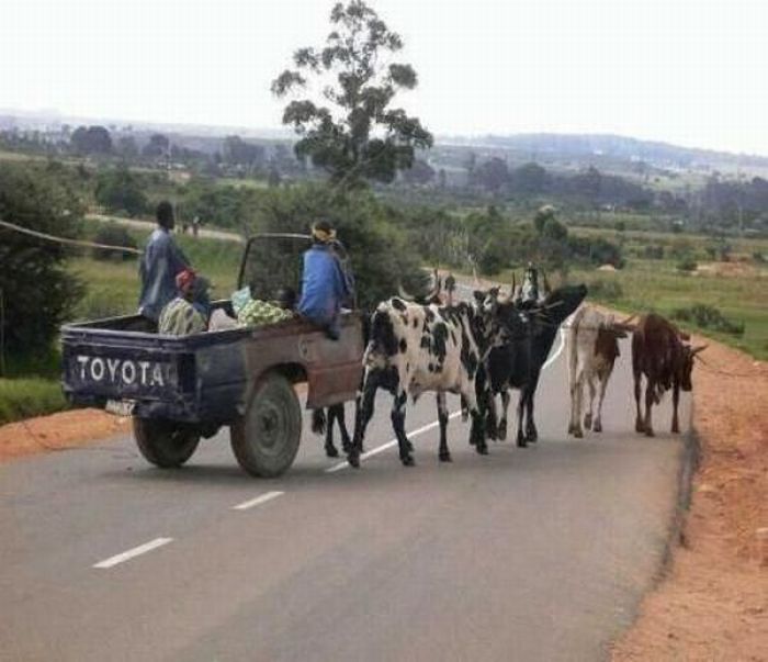 Прикольные картинки (121 фото)