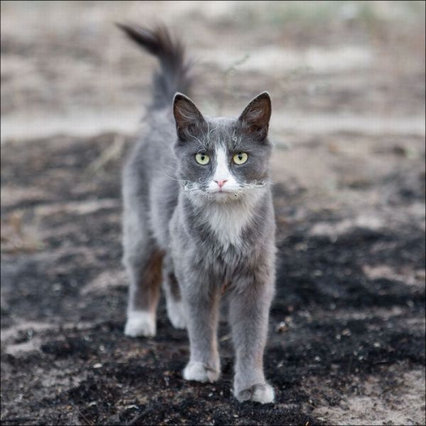 Прикольные картинки (121 фото)