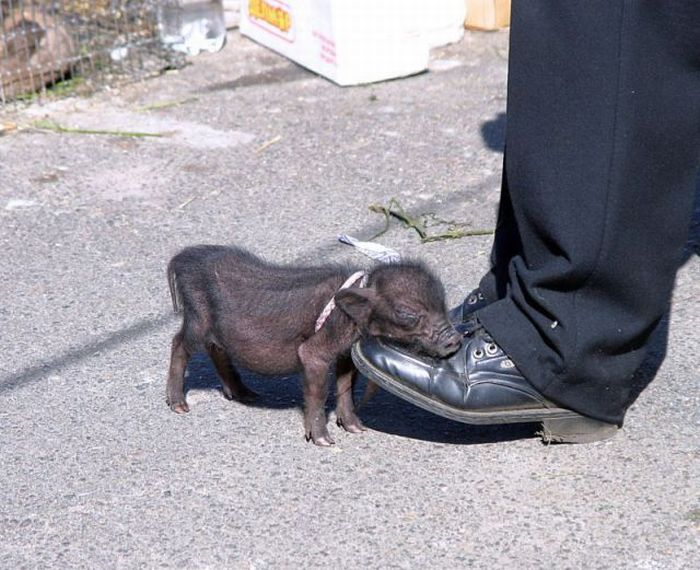 Прикольные картинки (121 фото)