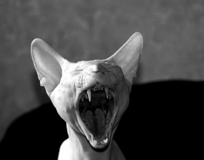 Прикольные картинки (121 фото)