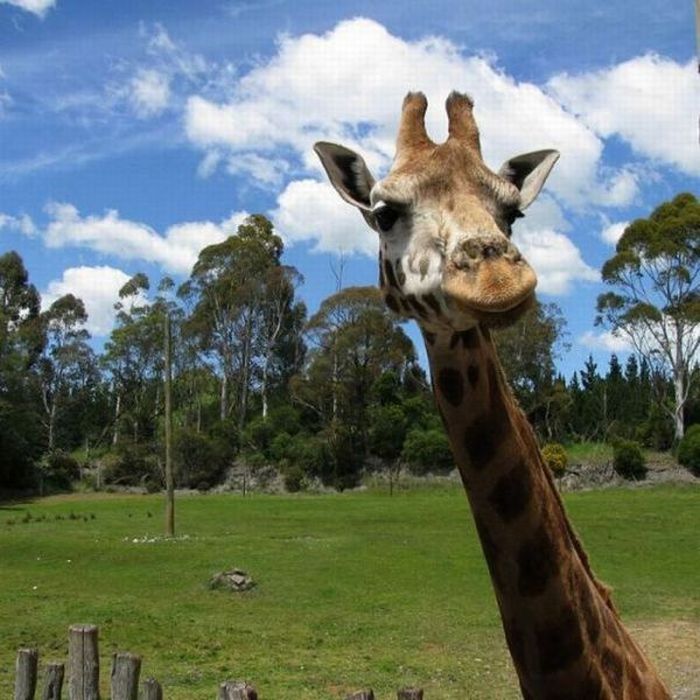 Прикольные картинки (121 фото)