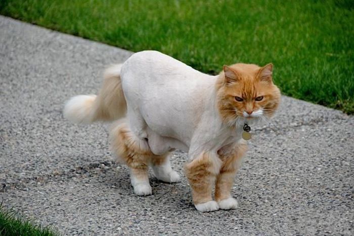 Прикольные картинки (121 фото)