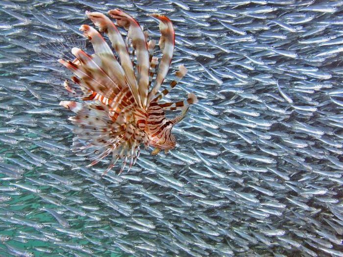 Прикольные картинки