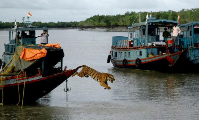 Прикольные картинки