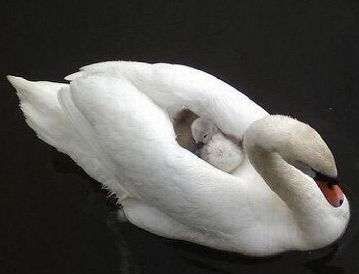 Прикольные картинки (118 фото)