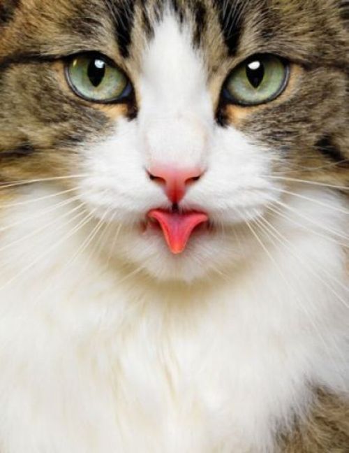 Прикольные картинки (164 фото)