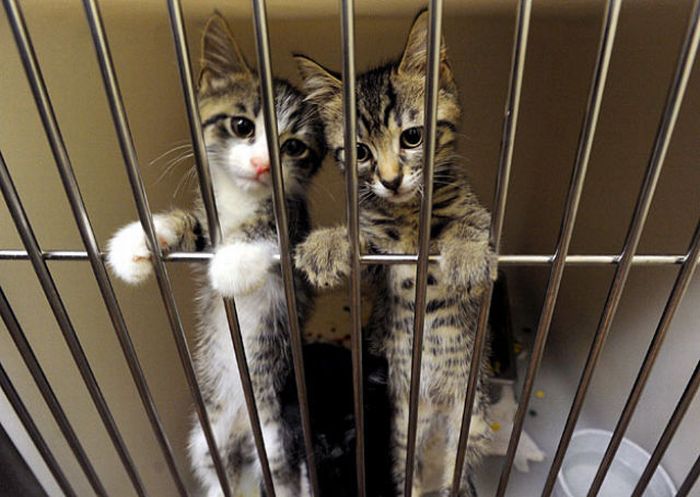 Прикольные картинки (164 фото)