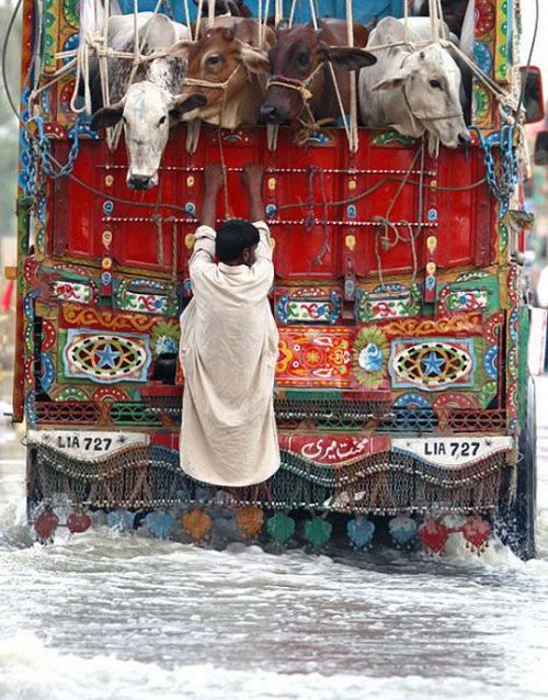 Прикольные картинки (135 фото)