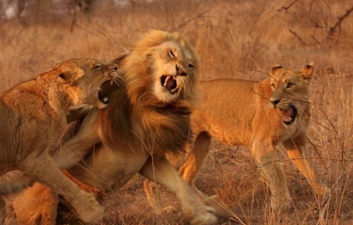 Прикольные картинки (135 фото)