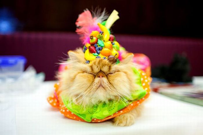 Прикольные картинки (120 фото)