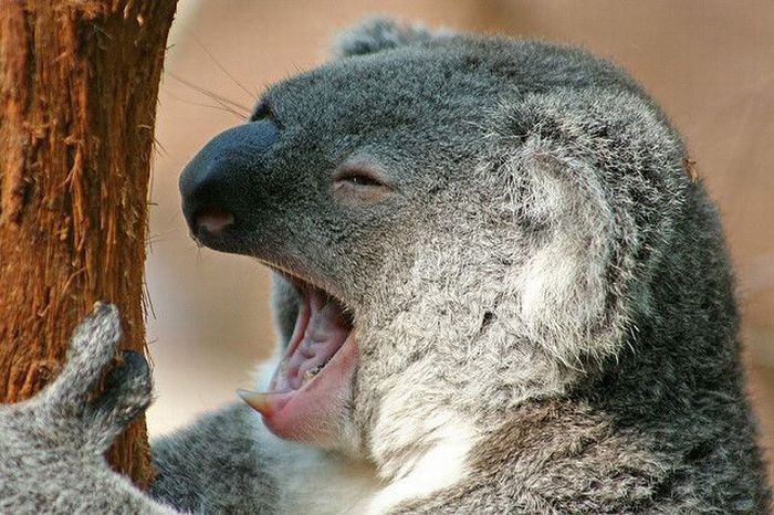 Прикольные картинки (130 фото)