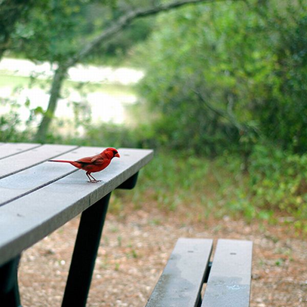 Прикольные картинки (131 фото)