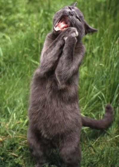 Прикольные картинки (131 фото)