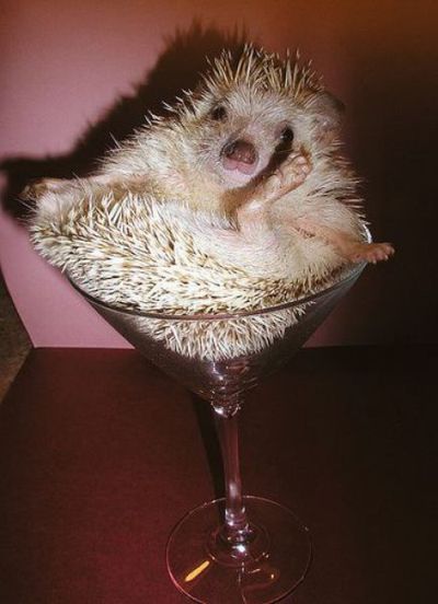 Прикольные картинки (131 фото)