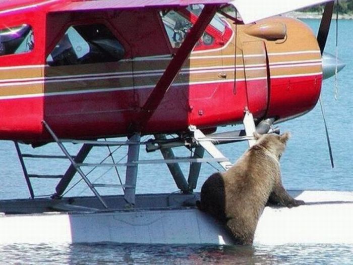 Прикольные картинки