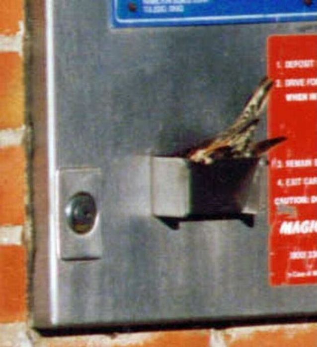 Прикольные картинки