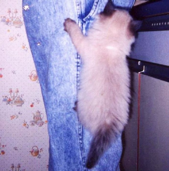 Прикольные картинки