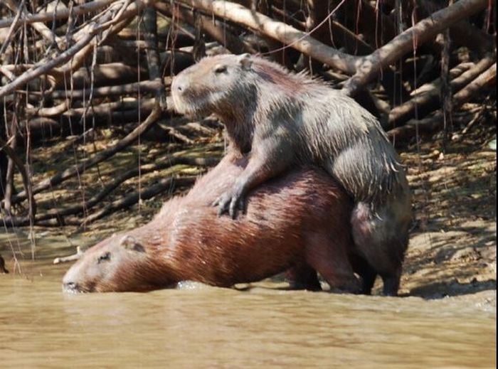 Прикольные картинки