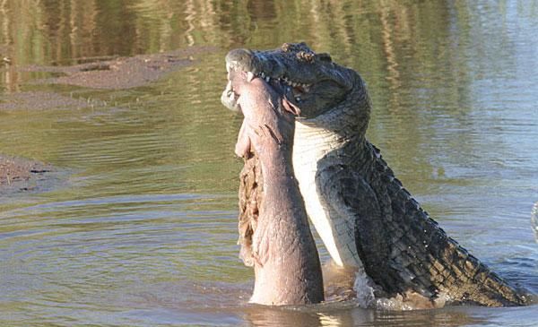 Схватки крокодилов. Гребнистый крокодил против бегемота. Нильский крокодил против. Гребнисты крокодил против беге. Нильский крокодил и Бегемот.