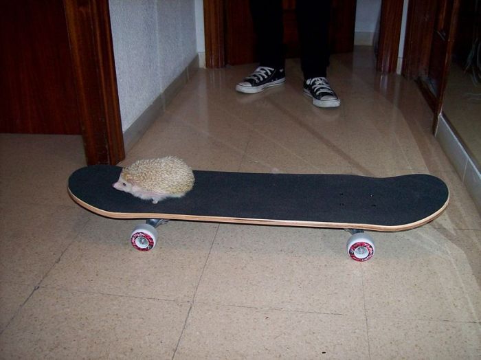 Прикольные картинки