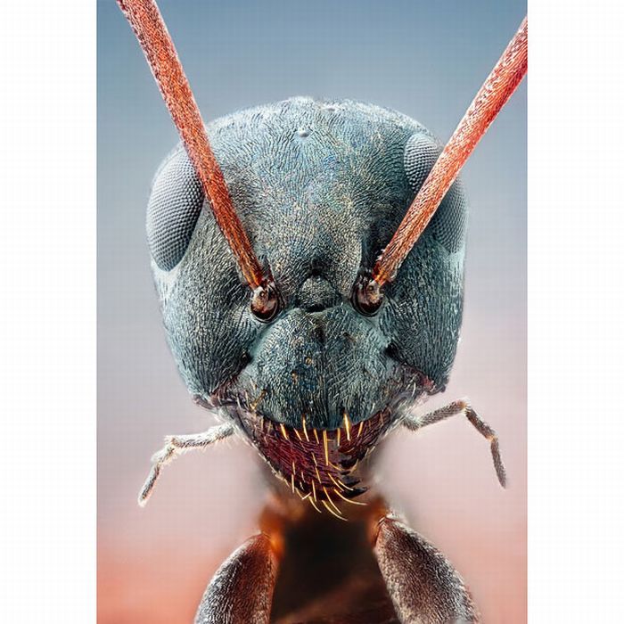 Макро-съемка насекомых (16 фото)
