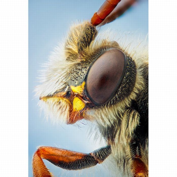 Макро-съемка насекомых (16 фото)