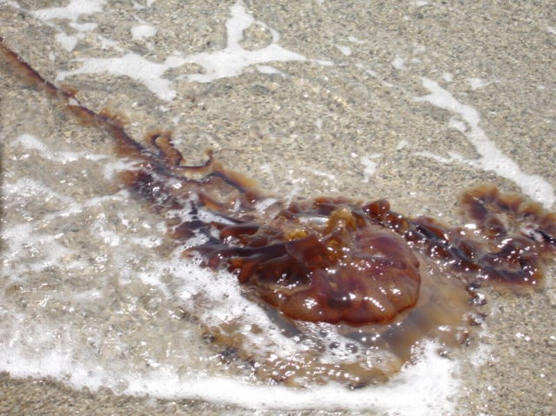 Вот идешь себе спокойненько купаться, а тут такая дрянь выплывает