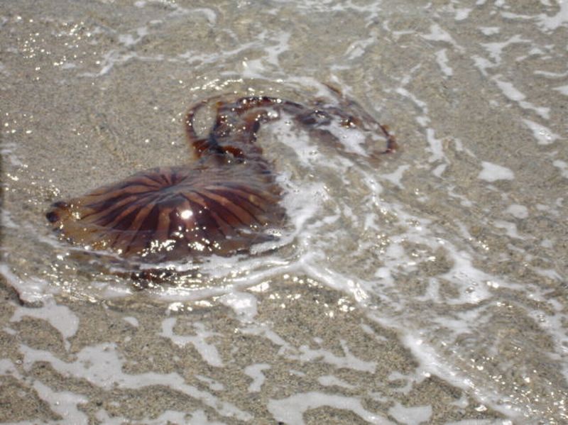 Вот идешь себе спокойненько купаться, а тут такая дрянь выплывает