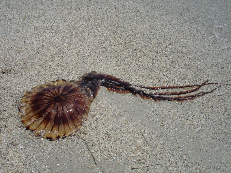 Вот идешь себе спокойненько купаться, а тут такая дрянь выплывает