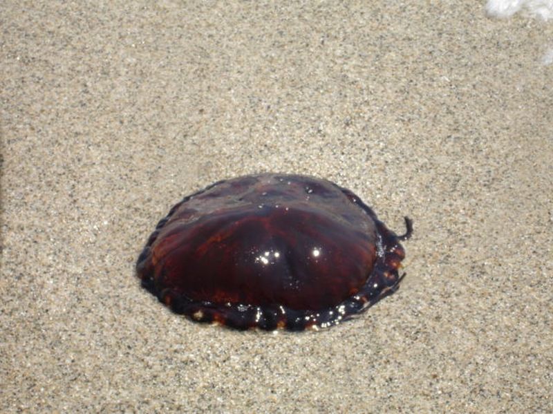 Вот идешь себе спокойненько купаться, а тут такая дрянь выплывает