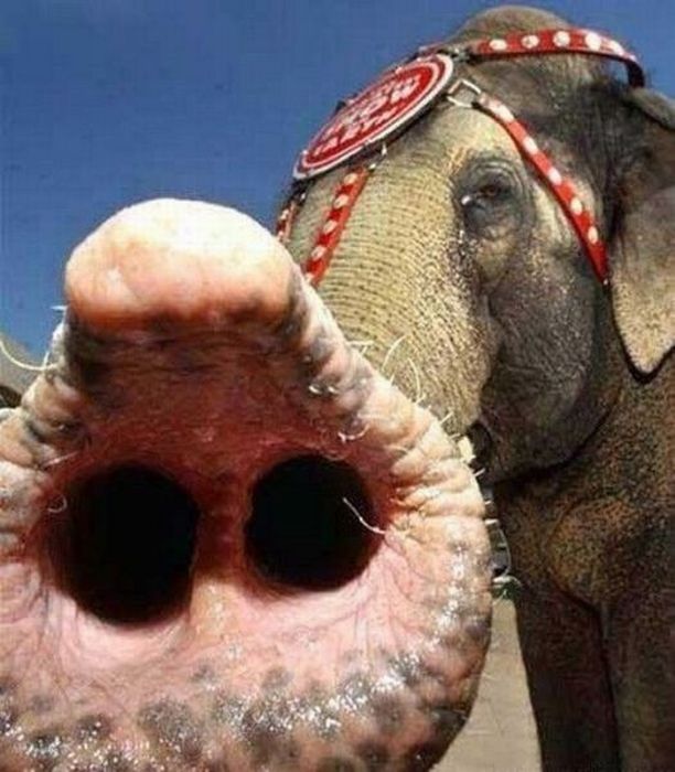 Прикольные картинки (126 фото)