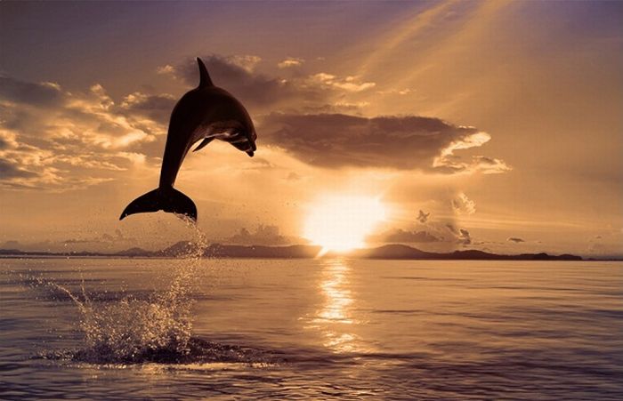 Прикольные картинки (100 фото)