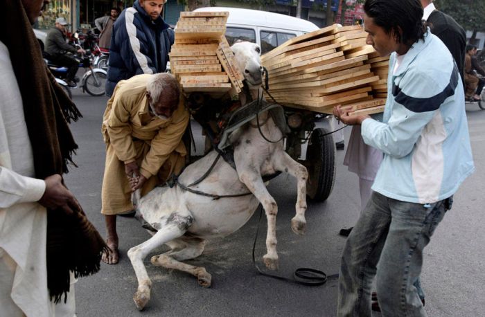 Прикольные картинки (100 фото)