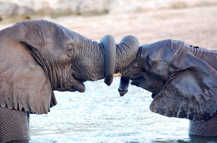 Прикольные картинки (100 фото)