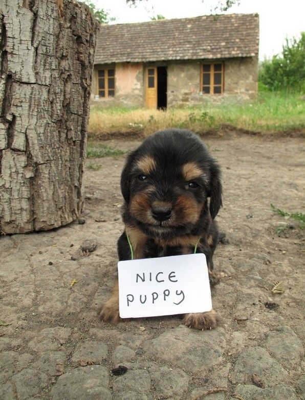 Прикольные картинки (99 фото)