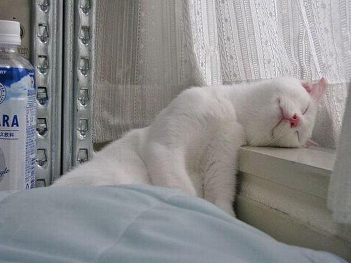 Прикольные картинки (99 фото)