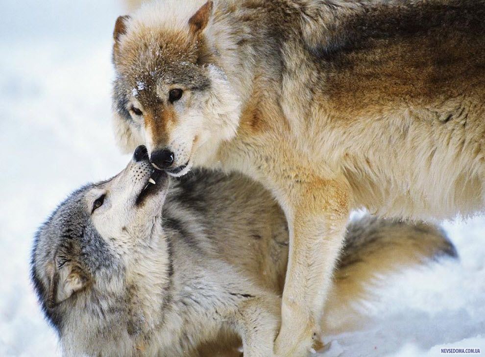 Моя жизнь в мире зверей 176. Волк и волчица любовь. Любовь животных. Волки пара. Пара Волков.