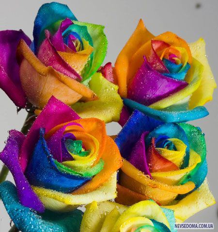 Радужные розы (13 фото)