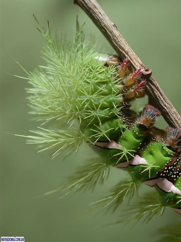 Необычные гусеницы (33 фото)