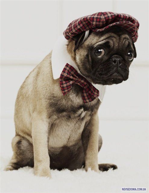 Прикольные картинки (228 фото)